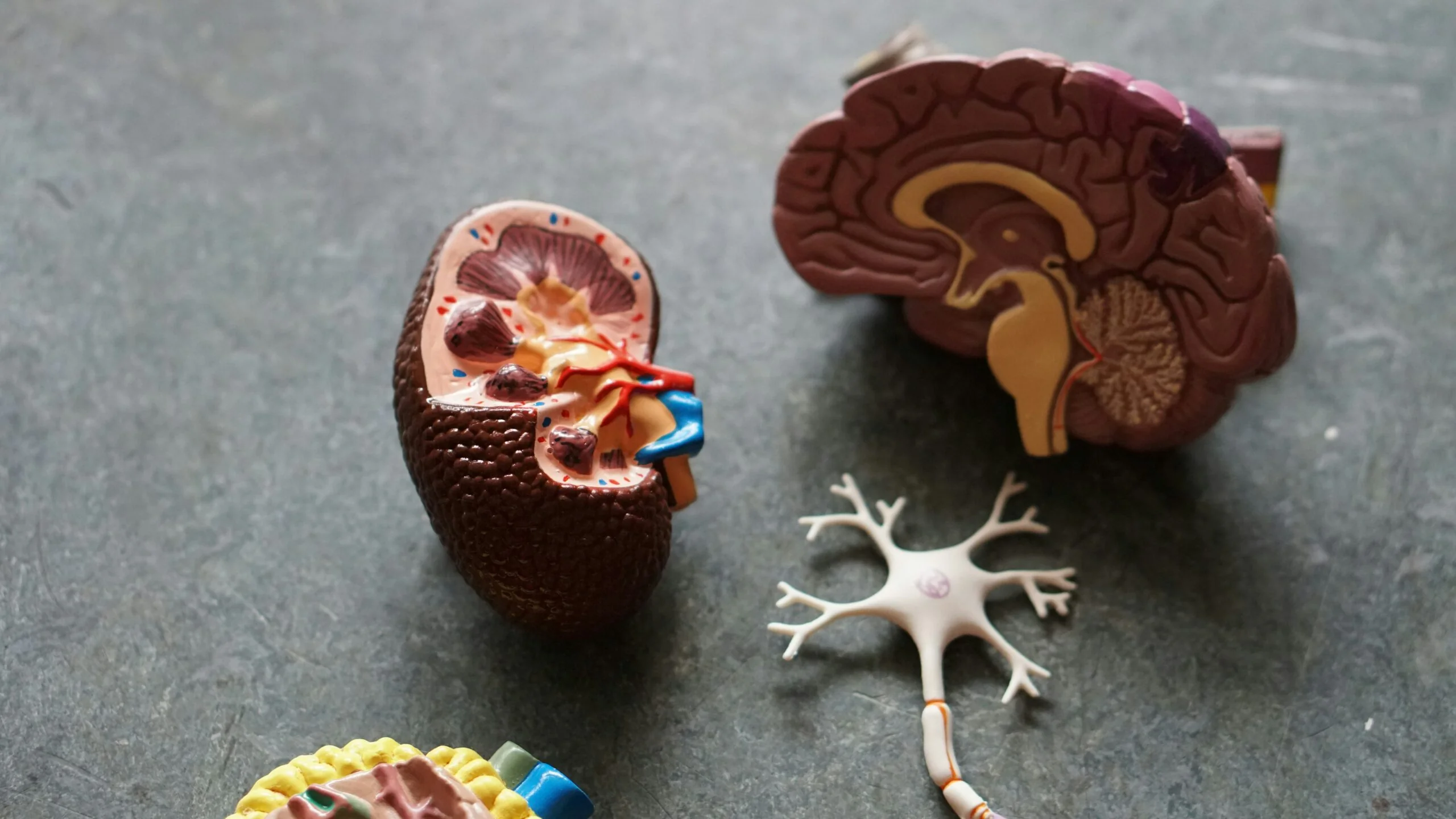 Kidney anatomy model and brain model for educational kidney care Maplewood MN