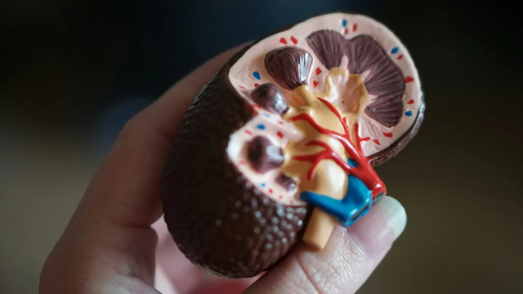 Kidney anatomy model in hand for kidney care and nephrology services Maplewood MN