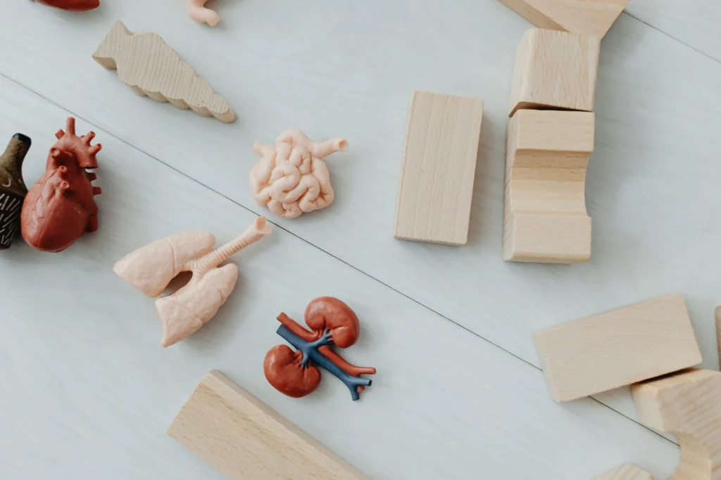 Kidney anatomy educational model kidney care Maplewood MN